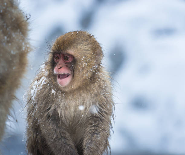 istock Snow monkey in a hot spring, Nagano, Japan. 936364488