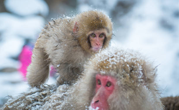 istock Snow monkey in a hot spring, Nagano, Japan. 936364556