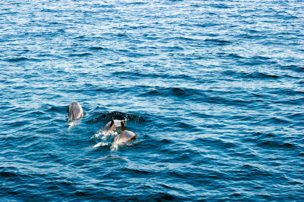 istock Southern California Dolphins 936365358