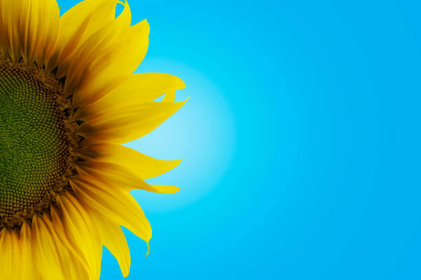 istock Yellow sunflower isolation - Blue color background - Single 936366274