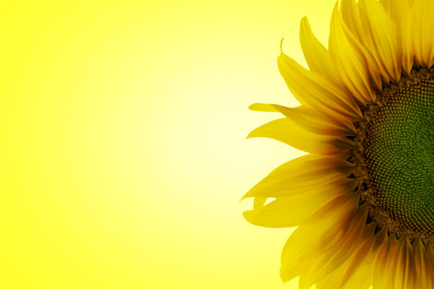 istock Yellow sunflower isolation - Yellow color background - Single 936366286