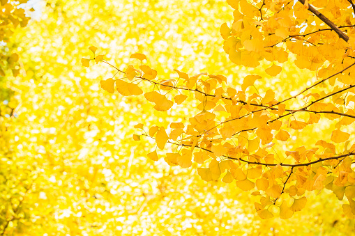 Ginkgo colored yellow