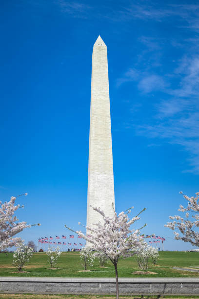 istock Cherry Blossoms at the Washington Monument 936367136