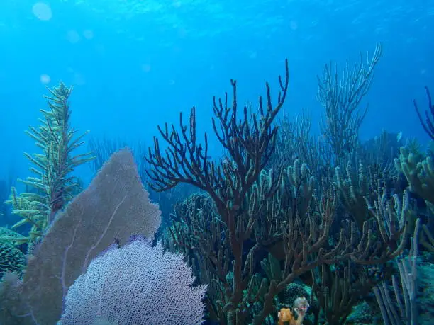 Caribbean Reef underwater photograph.