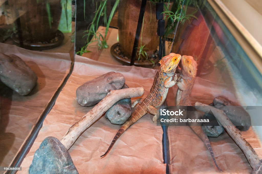 Bearded dragon lizard (Pogona vitticeps) pet inside a terrarium Bearded dragon lizard (Pogona vitticeps) pet inside a terrarium with mirrors reflecting. Terrarium Stock Photo