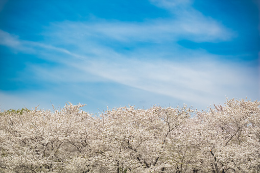 White cherry blossoms trees in full bloom in Washington, DC against a blue sky with copyspace