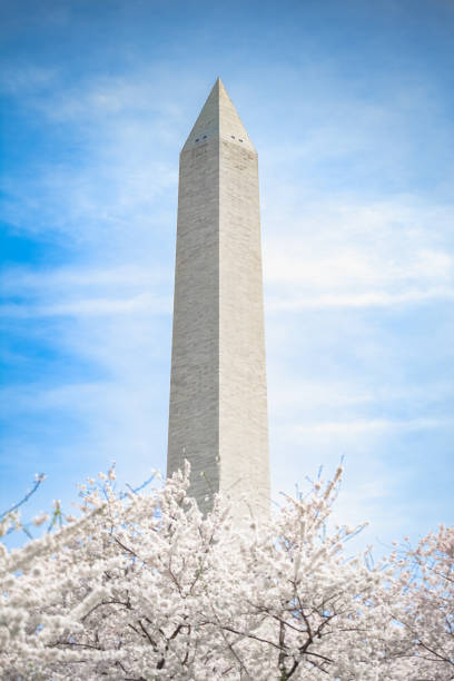 istock White Cherry Blossoms at the Washington Monument 936368224