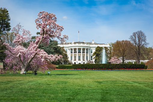 Pink cherry blossom and magnolia trees blooming at the White House in Washington, DC during the springtime