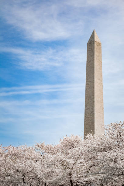 istock White Cherry Blossoms at the Washington Monument 936368230