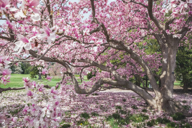 Pink Magnolia at the White House
