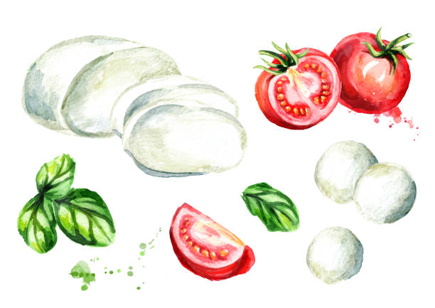 mozzarella käse, basilikum, tomaten gesetzt. aquarell handgezeichnete abbildung, isoliert auf weißem hintergrund - mozzarella stock-grafiken, -clipart, -cartoons und -symbole