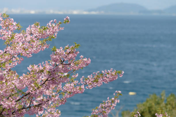 istock The sea and the cherry tree 936369304