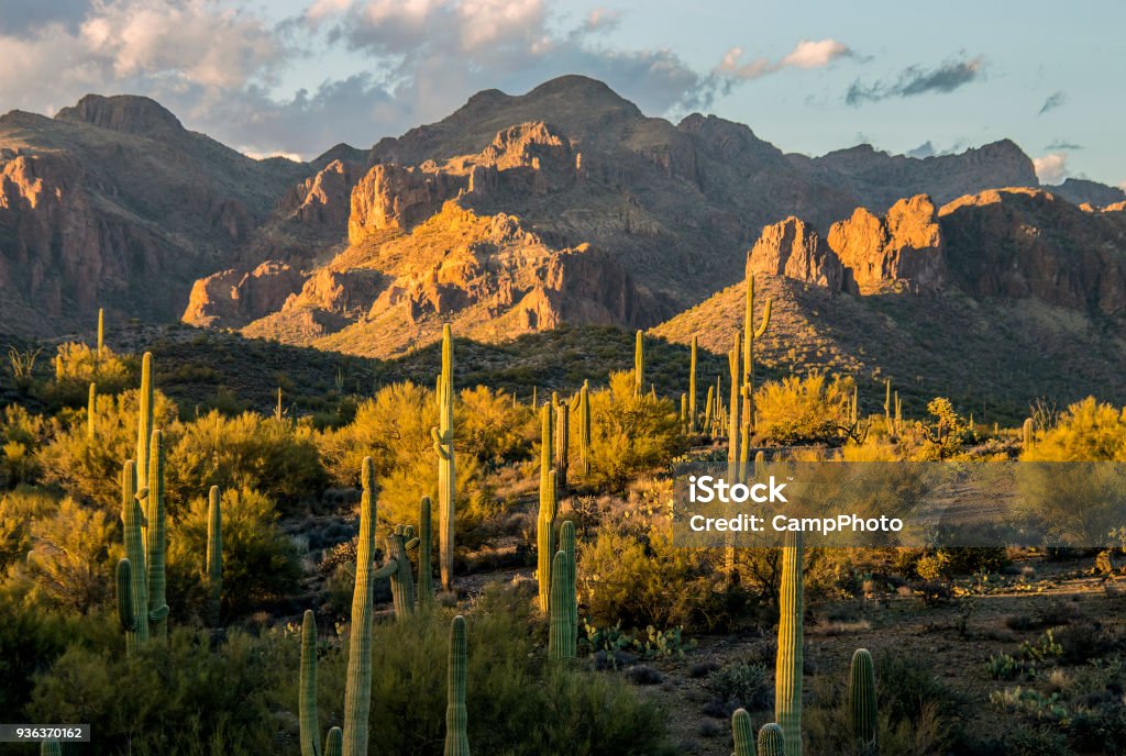 Classic Sonoran Desert Beautiful afternoon light in the Sonoran Desert. Superstition Mountains, Arizona. American Southwest. Sonoran Desert Stock Photo