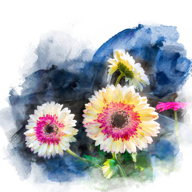 Illustration of blossom white yellow and pink gerbera. Artistic floral abstract background. Watercolor painting (retouch).