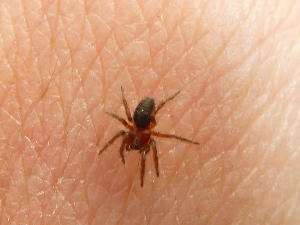 istock Spider bites the hand. The man is afraid 936373006