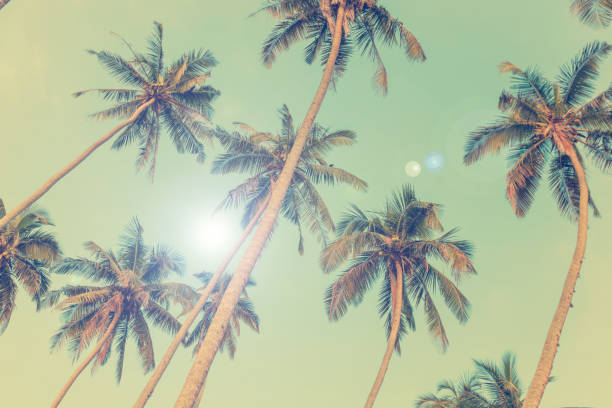 istock Silhouettes of palm trees 936376256