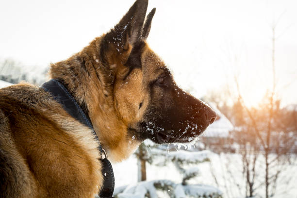 istock Head of the German Shepherd 936376444