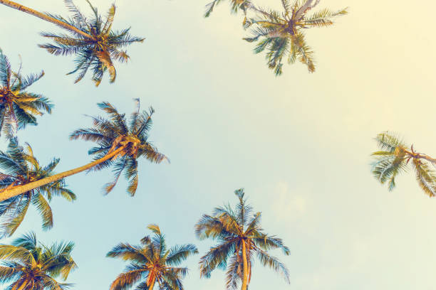 istock Silhouettes of palm trees 936376686