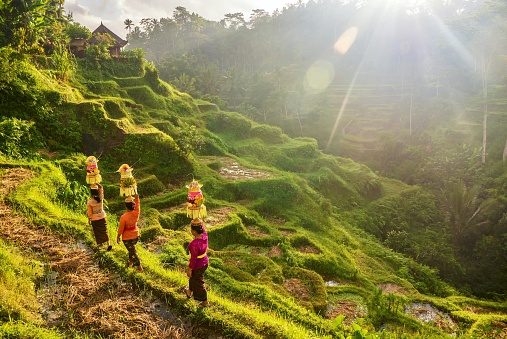 Three Balinese women dressed in colorful traditional sarongs and blouses while carrying baskets of fruit on their heads are walking along a pathway in a field of terraced rice paddies.