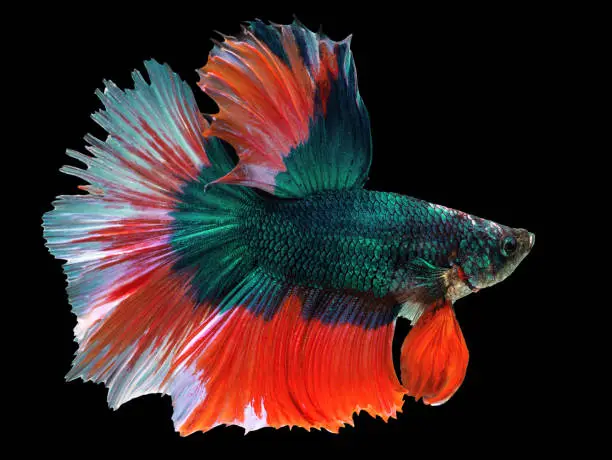 Photo of beautiful green Thai fighting fish swimming with long fins and red white colorful long tail gene. fighting fish isolated on black background.
