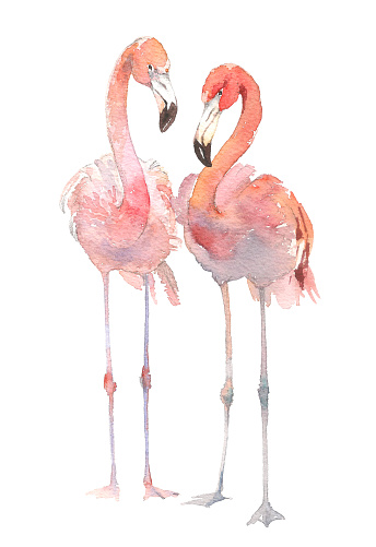 Beautiful pink tropical loving birds flamingo.Amazing painting for invitation, print, logo, poster card