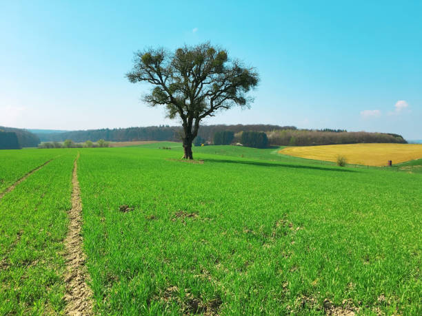 Summer field , Summer farm , Luxembourg ,Europe