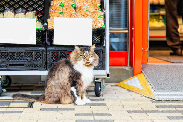 cute Persian cat sitting on the floor