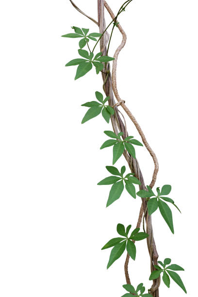 Twisted jungle vines with green leaves of wild morning glory or railway creeper (Ipomoea cairica) liana plant isolated on white background, clipping path included. Twisted jungle vines with green leaves of wild morning glory or railway creeper (Ipomoea cairica) liana plant isolated on white background, clipping path included. morning glory photos stock pictures, royalty-free photos & images