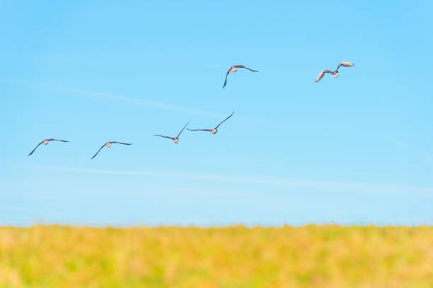 Geese flying in a blue sky in sunlight in winter