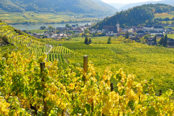 View to the famous town Spitz an der Donau - Danube Valley - Austria