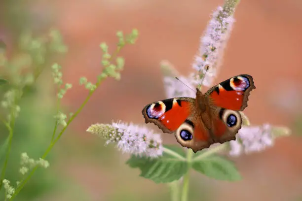 Close-up of colorful peacock butterfly Aglais io getting nectar from pink mint blossom with orange blur background