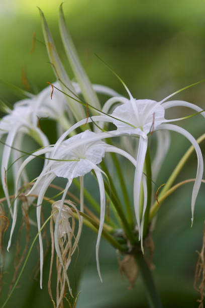 istock White tropical cultivated flowers with long petals 936386740
