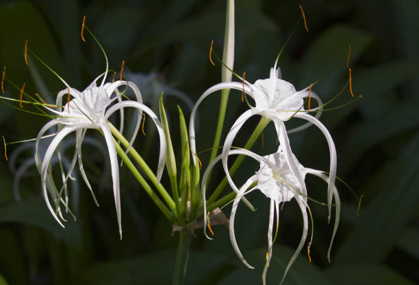 istock White tropical cultivated flowers with long petals 936386820
