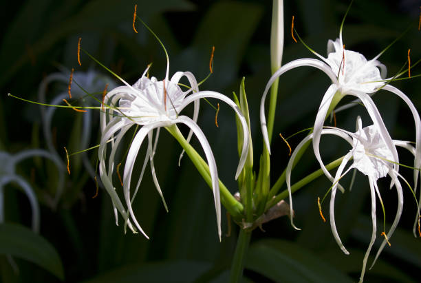 istock White tropical cultivated flowers with long petals 936386896