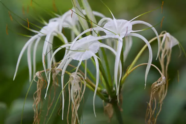 White tropical cultivated flowers with long petals, Myanmar