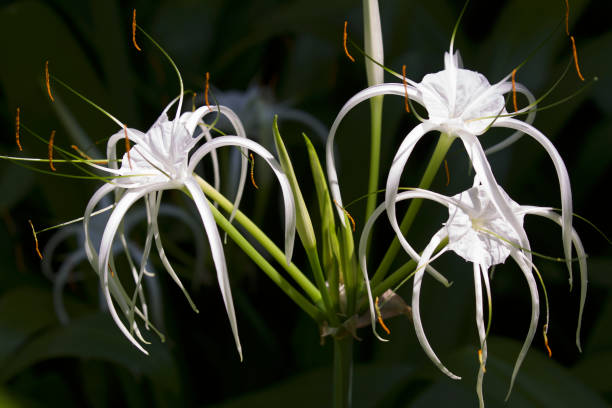 istock White tropical cultivated flowers with long petals 936386902