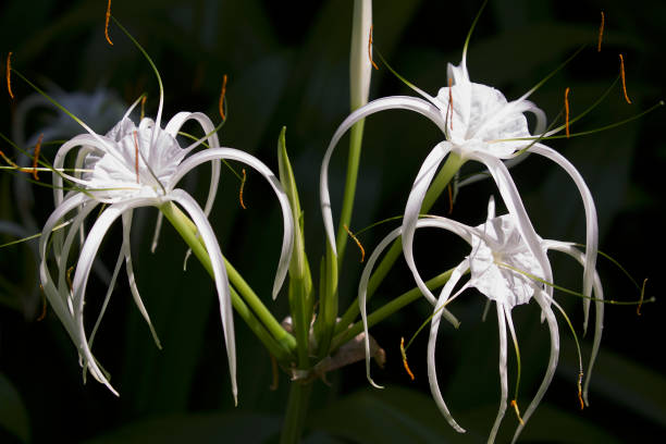 istock White tropical cultivated flowers with long petals 936386968