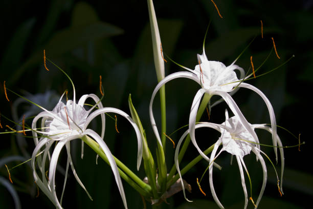 istock White tropical cultivated flowers with long petals 936386992