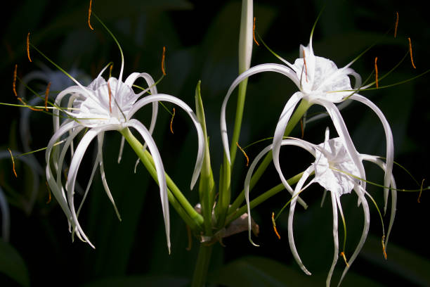 istock White tropical cultivated flowers with long petals 936386996
