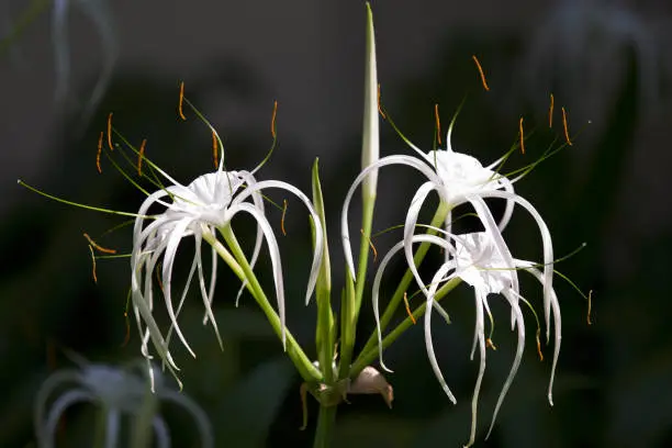 White tropical cultivated flowers with long petals, Myanmar