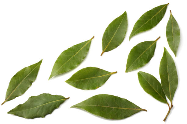 istock Laurel leaves isolated on a white background top view 936387768