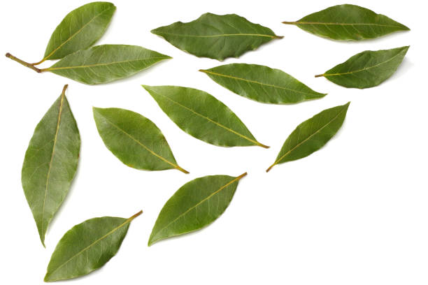 istock Laurel leaves isolated on a white background top view 936387770