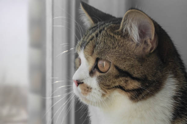 istock The cat looks out the window 936388300