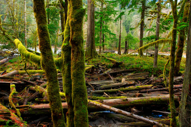 istock Pacific Northwest rainforest and Red alder trees 936388398