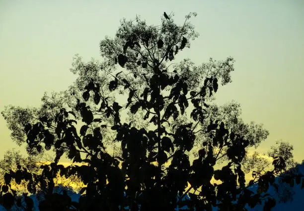 Photo of Bird on silhouette tree