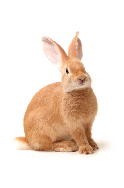 Rabbit Isolated on White Background Rabbit Isolated on White Background paw licking domestic animals stock pictures, royalty-free photos & images