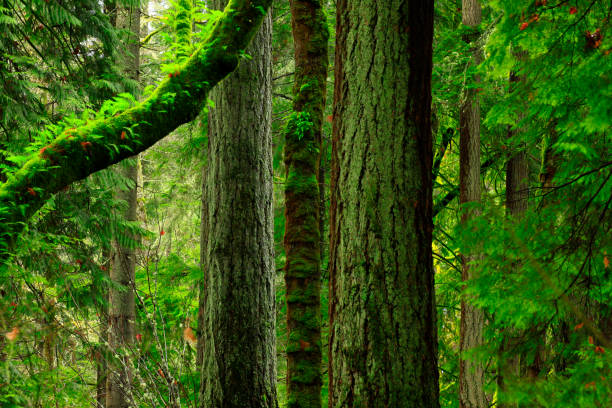 Pacific Northwest rainforest and Douglas fir trees