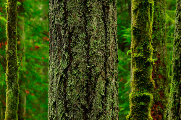 istock Pacific Northwest rainforest and Douglas fir trees 936389320