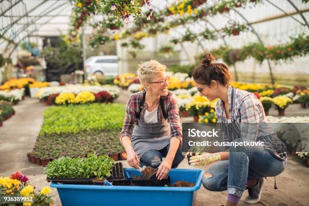 Two Attractive Happy Florist Women Crouching And Preparing Flowers In Flowerpots From One Large Blue Pot In The Greenhouse Stock Photo - Download Image Now