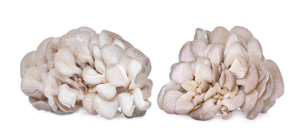 istock white oyster mushroom isolated on white background 936391400